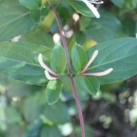 Lonicera japonica Thunb.